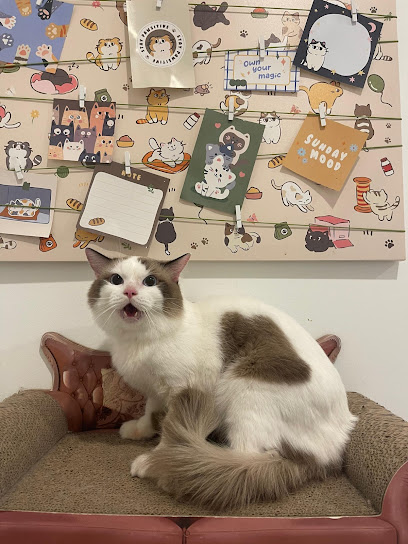 OMEO Cat Spa & Motel | Seri Kembangan | Taman Equine | Bukit jalil | Olive Hill | Selangor | Grooming Kucing | Hotel Kucing
