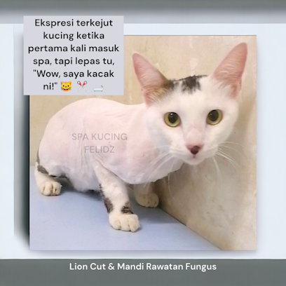 SPA KUCING FELIDZ