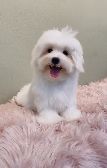 About Pets Shop